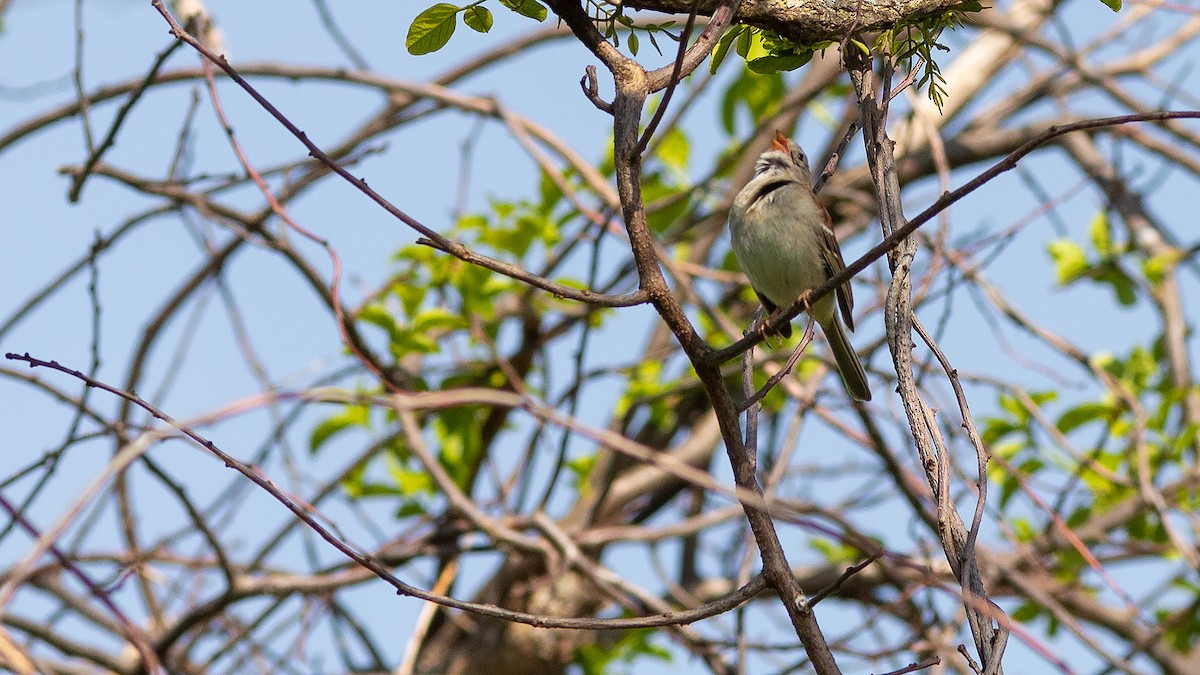 Chipping Sparrow - ML619862670