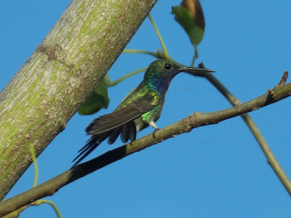 kolibřík safírovohrdlý - ML619862676