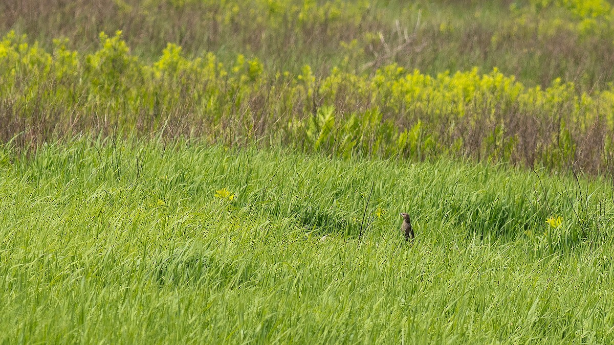 Brown-headed Cowbird - ML619862684