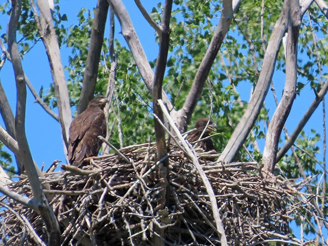 Bald Eagle - Nancy Anderson