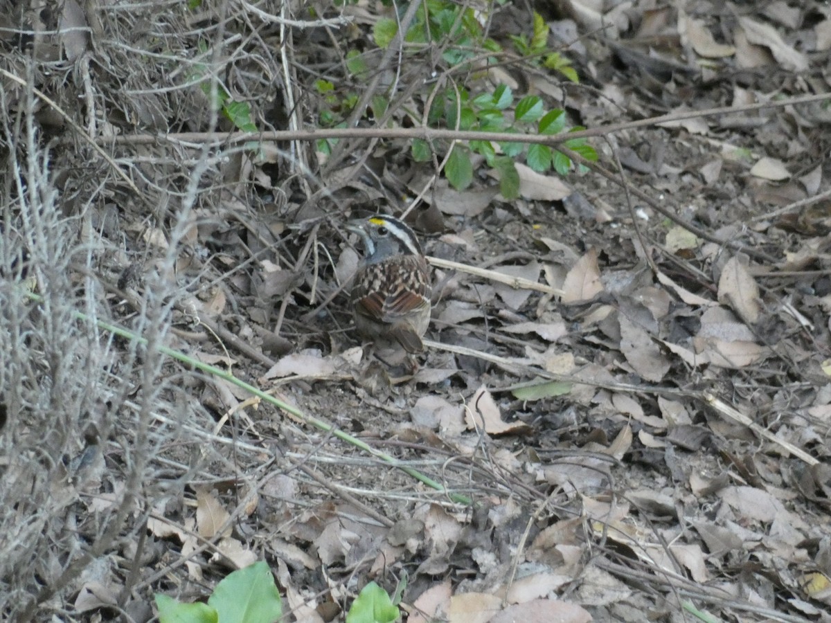 White-throated Sparrow - ML619862709