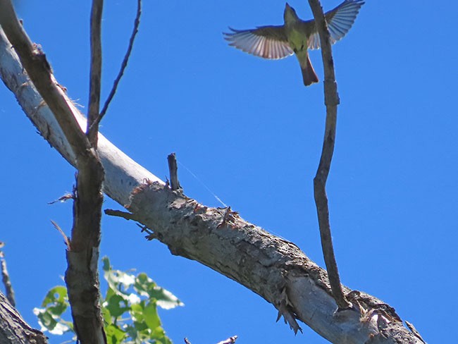 Eastern Wood-Pewee - ML619862714