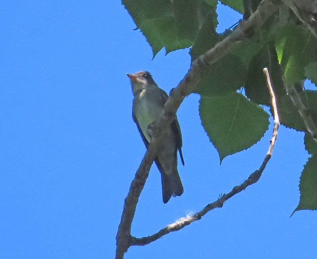 Eastern Wood-Pewee - ML619862725