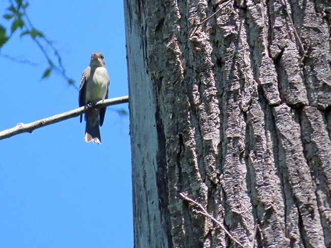 Eastern Wood-Pewee - ML619862729