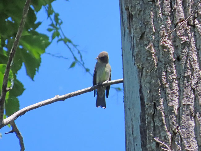 Eastern Wood-Pewee - ML619862736