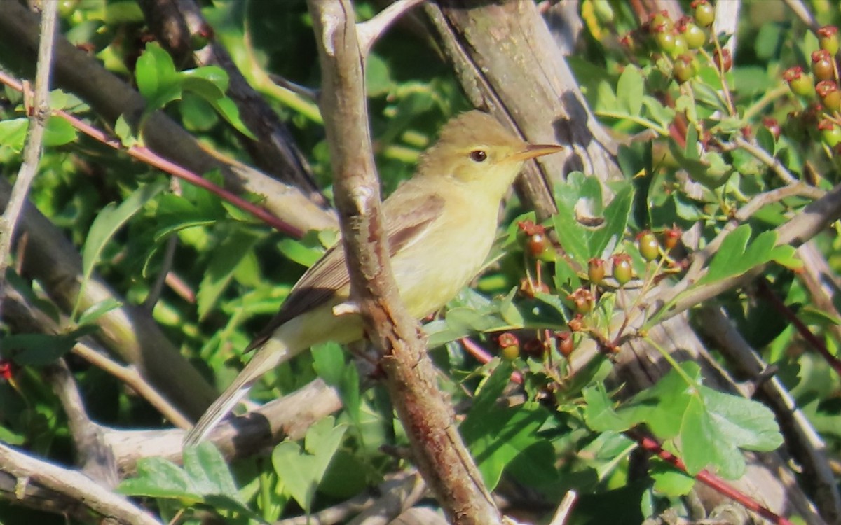 Melodious Warbler - ML619862737