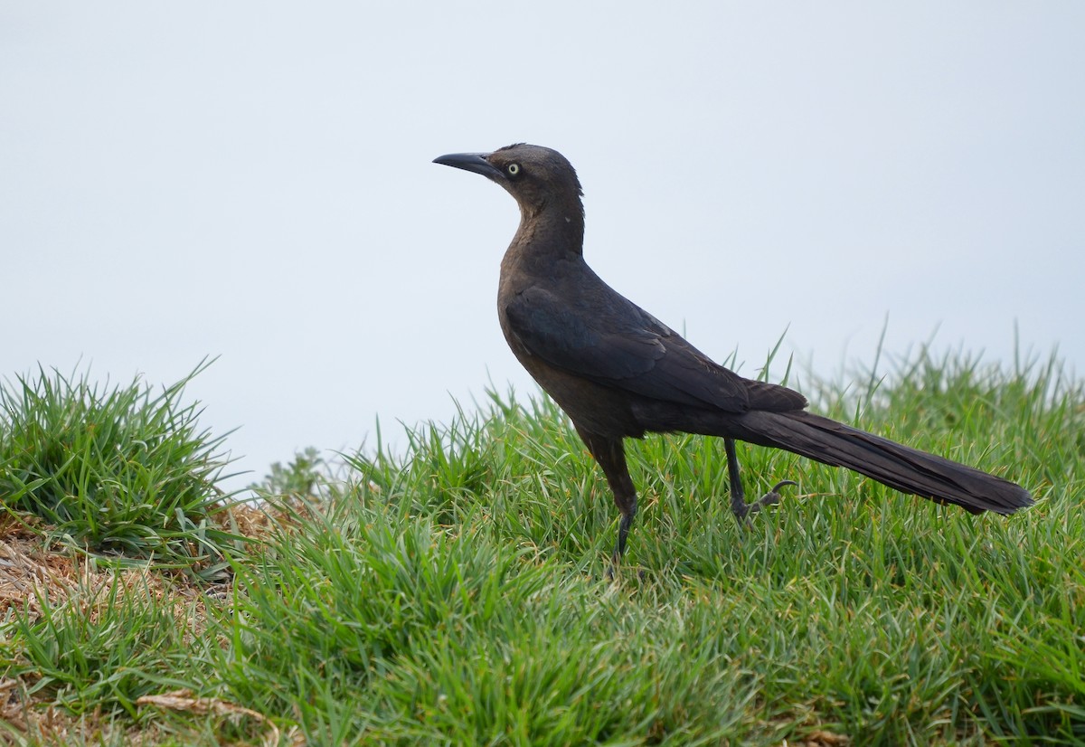 Great-tailed Grackle - ML619862742