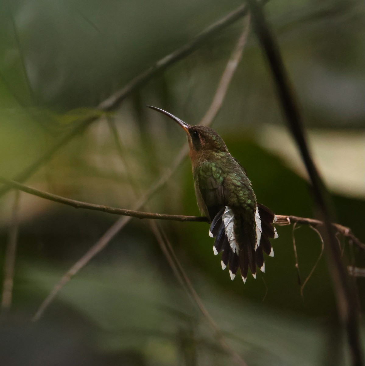 Полосатохвостый колибри-отшельник - ML619862753