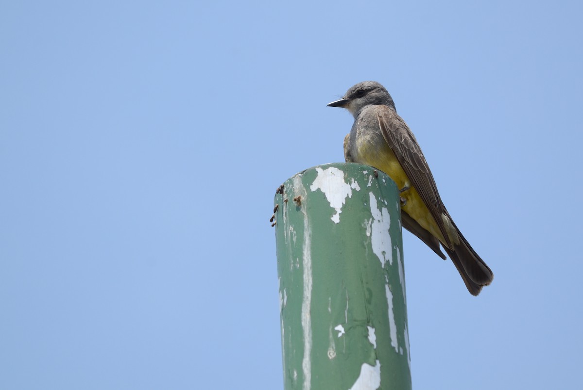 Cassin's Kingbird - ML619862756