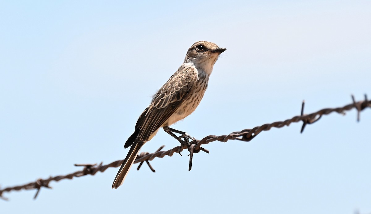 Vermilion Flycatcher - ML619862757