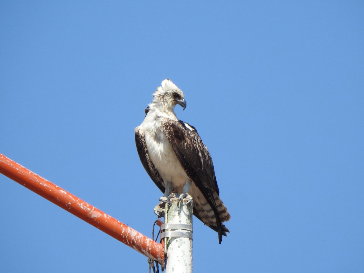 Águila Pescadora (ridgwayi) - ML619862760