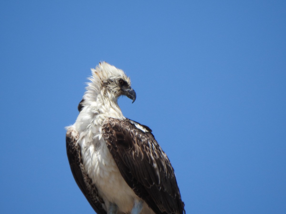 Águila Pescadora (ridgwayi) - ML619862761