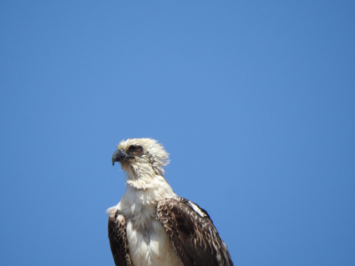 Águila Pescadora (ridgwayi) - ML619862762