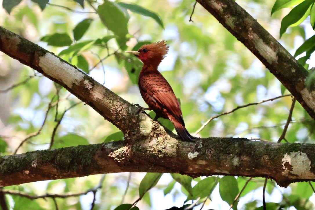 Chestnut-colored Woodpecker - ML619862764