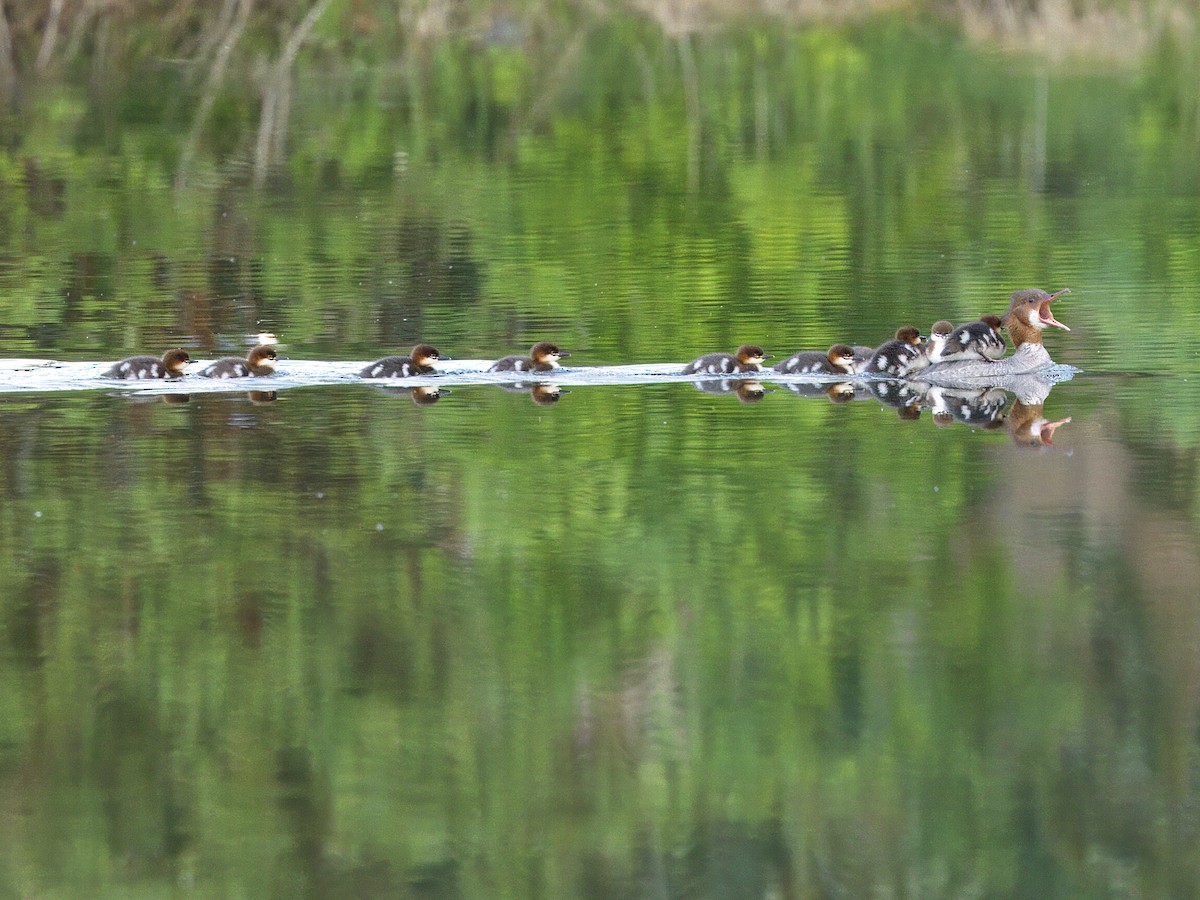 Common Merganser - ML619862766