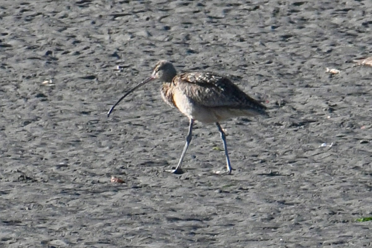 Long-billed Curlew - ML619862771