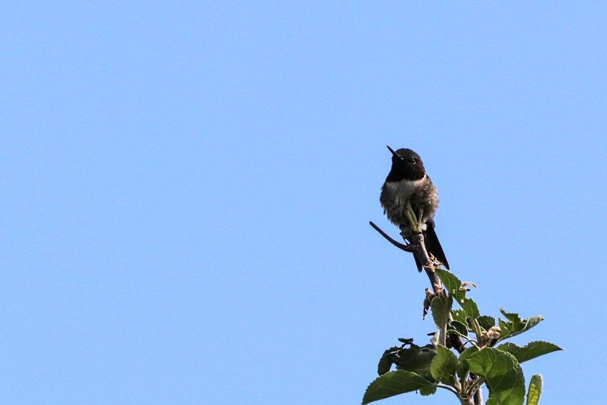 Ruby-throated Hummingbird - ML619862778