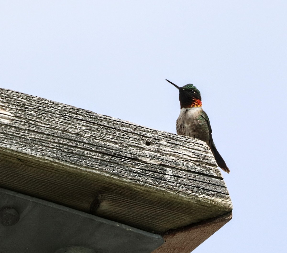 Ruby-throated Hummingbird - ML619862791