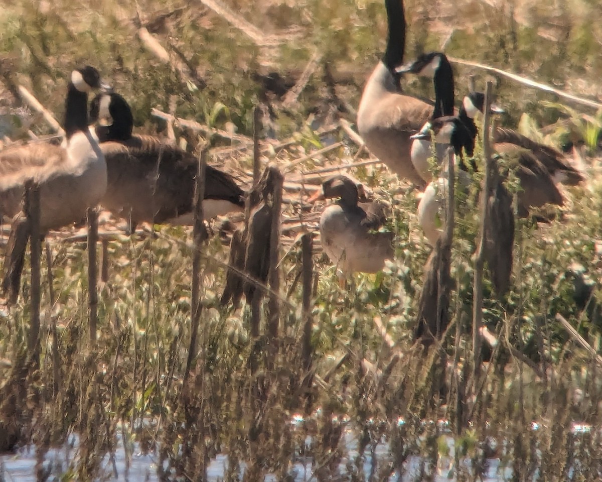 Greater White-fronted Goose - ML619862795