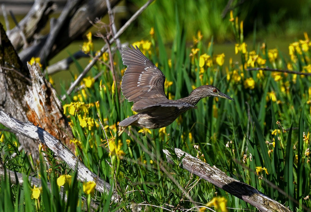 Black-crowned Night Heron - ML619862796