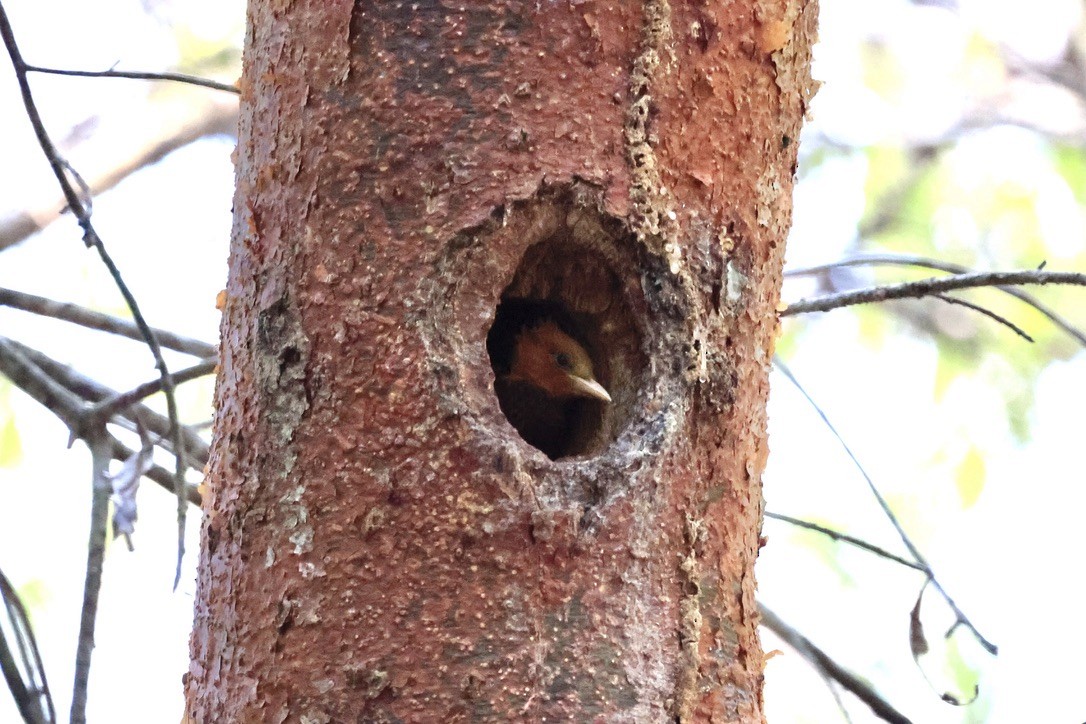 Chestnut-colored Woodpecker - ML619862809