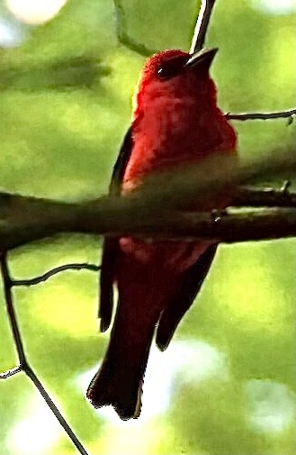 Scarlet Tanager - ML619862815