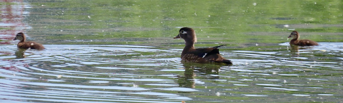 Wood Duck - ML619862829