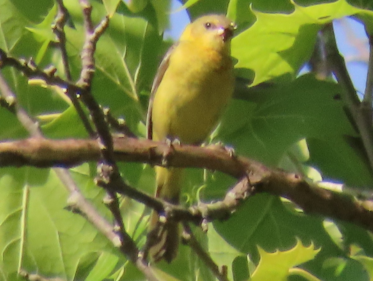 Orchard Oriole - ML619862830