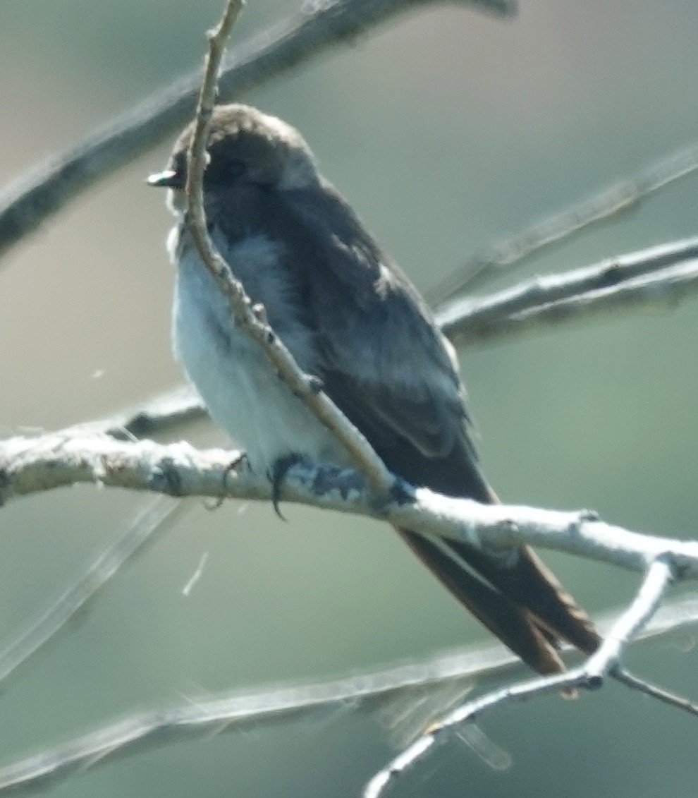 Northern Rough-winged Swallow - ML619862832