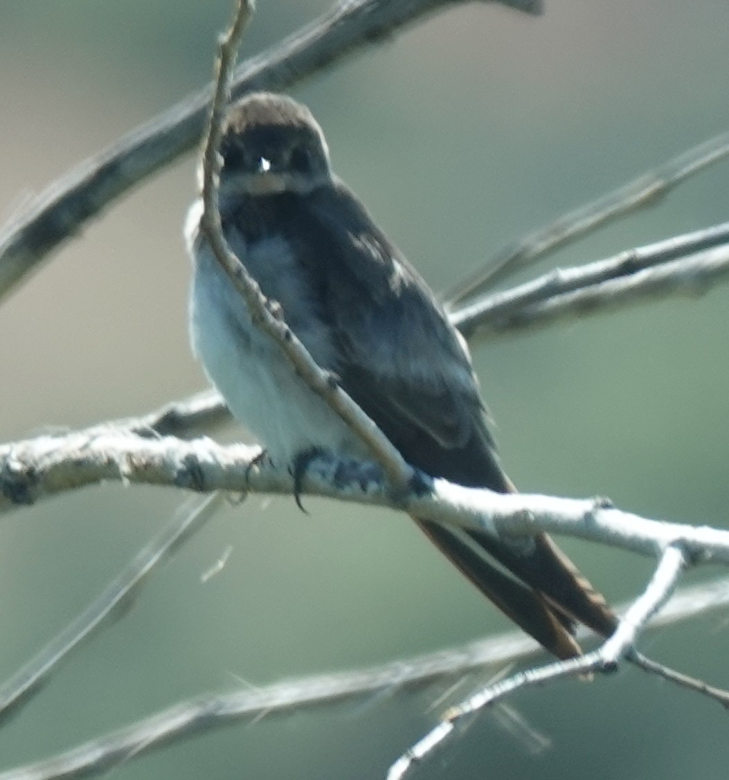 Northern Rough-winged Swallow - ML619862833