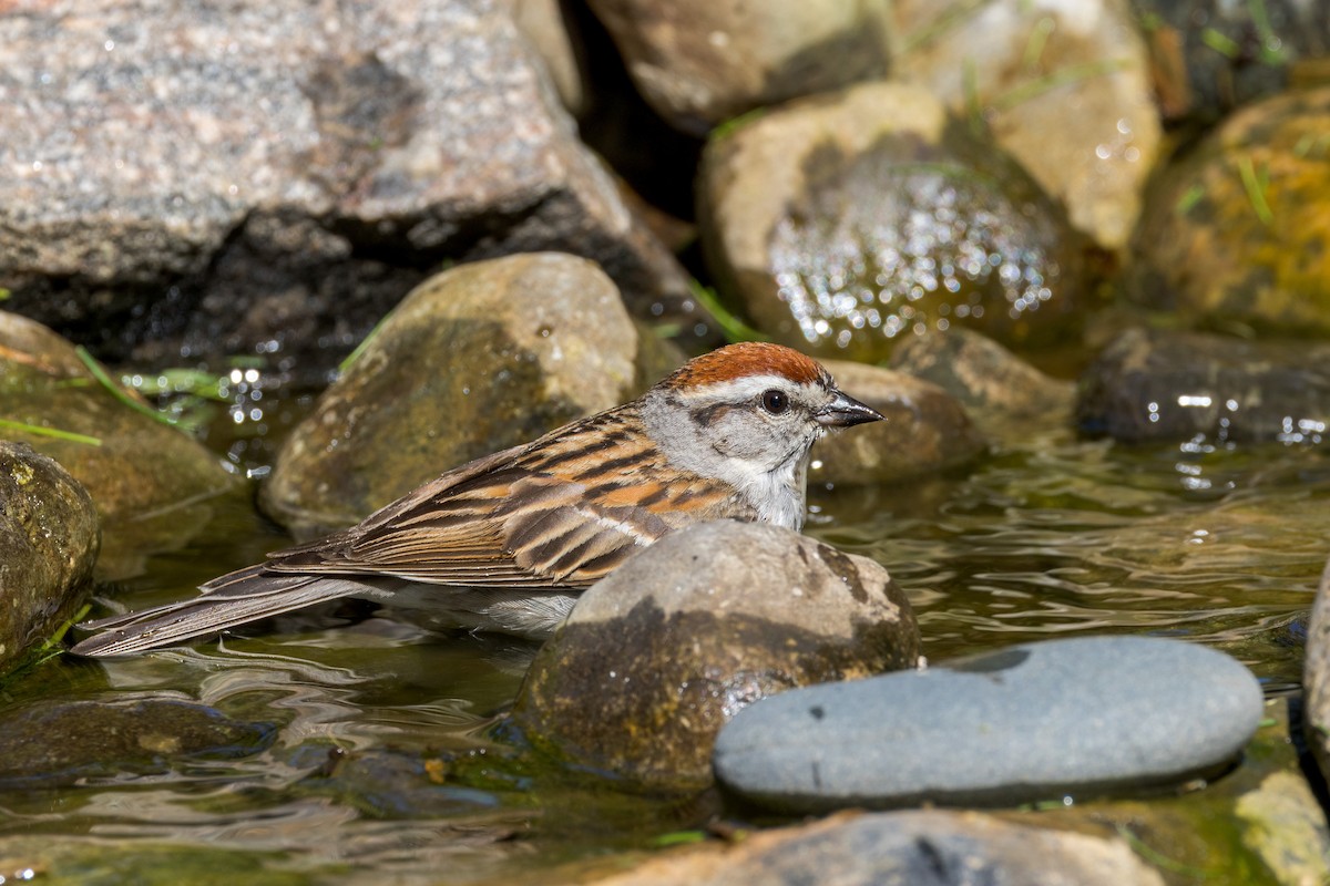 Chipping Sparrow - ML619862834