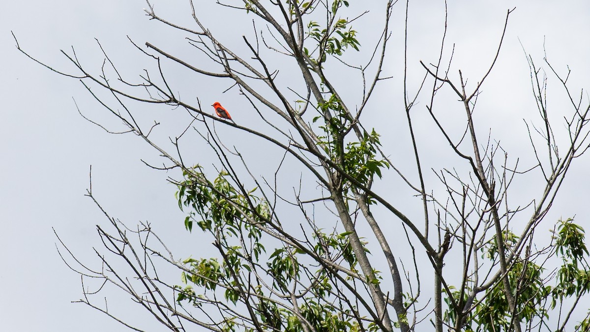 Scarlet Tanager - ML619862835
