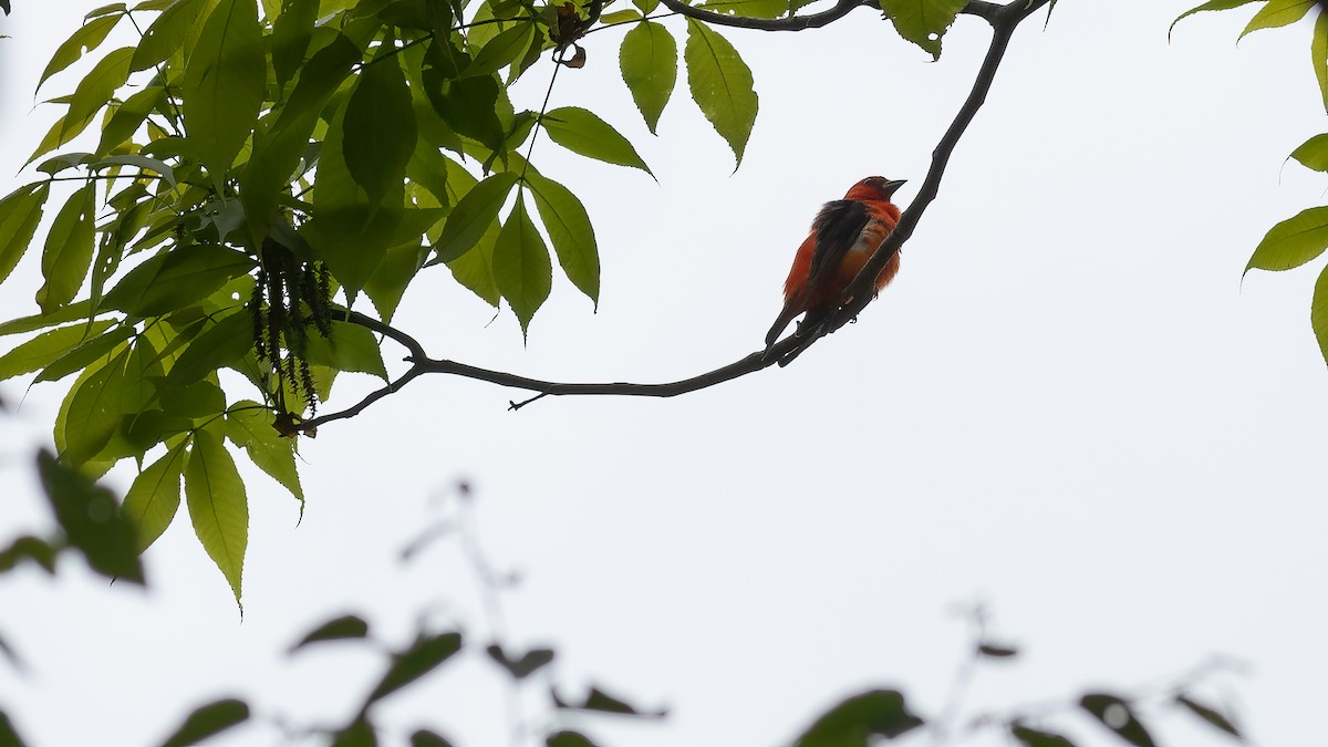 Scarlet Tanager - ML619862838