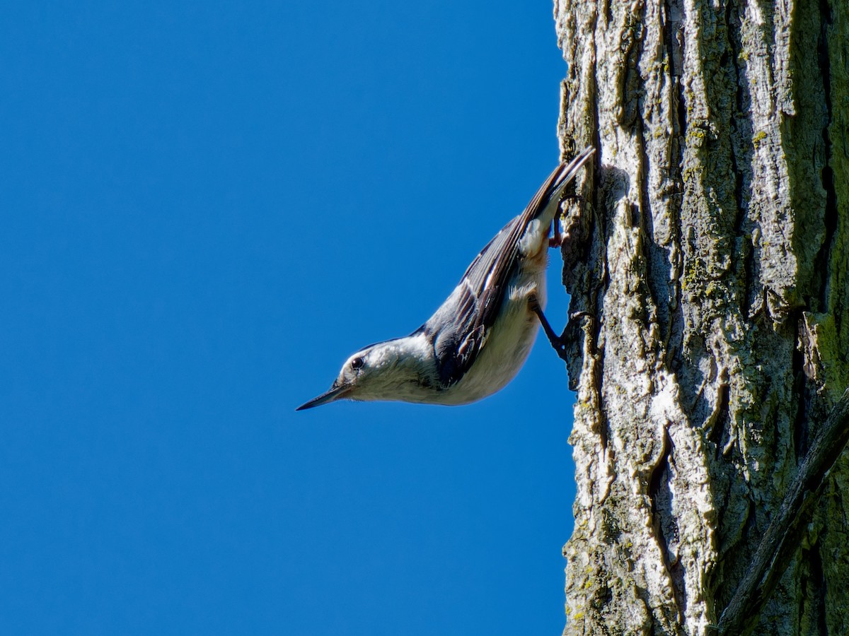 White-breasted Nuthatch - ML619862856