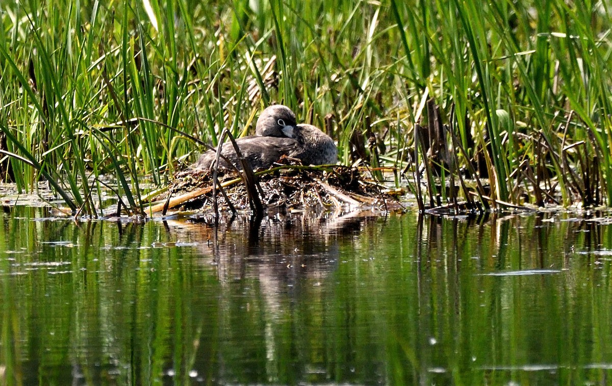 Pied-billed Grebe - ML619862865