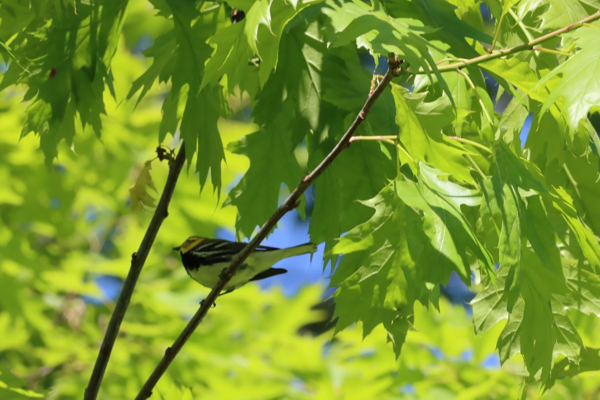 Black-throated Green Warbler - ML619862869