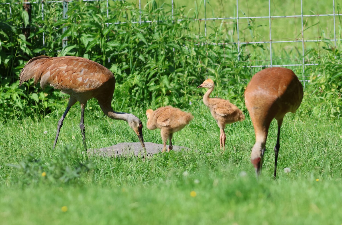 Sandhill Crane - ML619862874