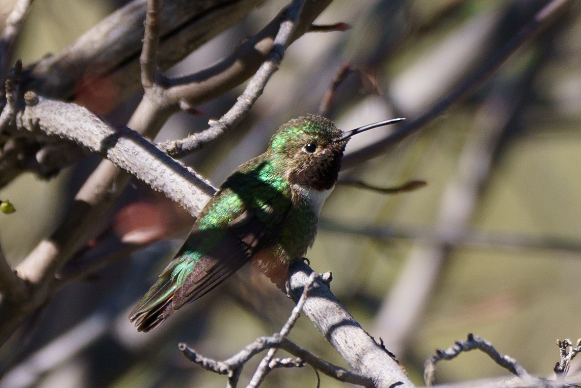 Broad-tailed Hummingbird - ML619862878