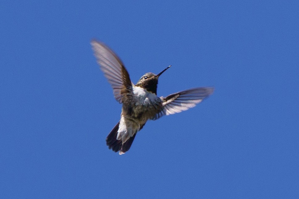 Broad-tailed Hummingbird - ML619862879