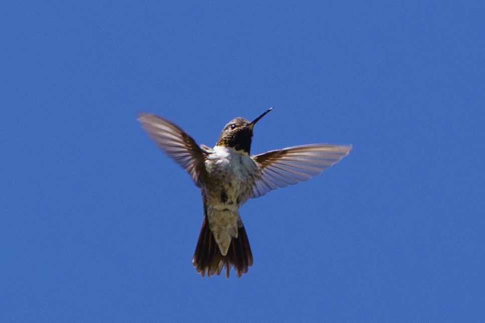 Broad-tailed Hummingbird - ML619862880