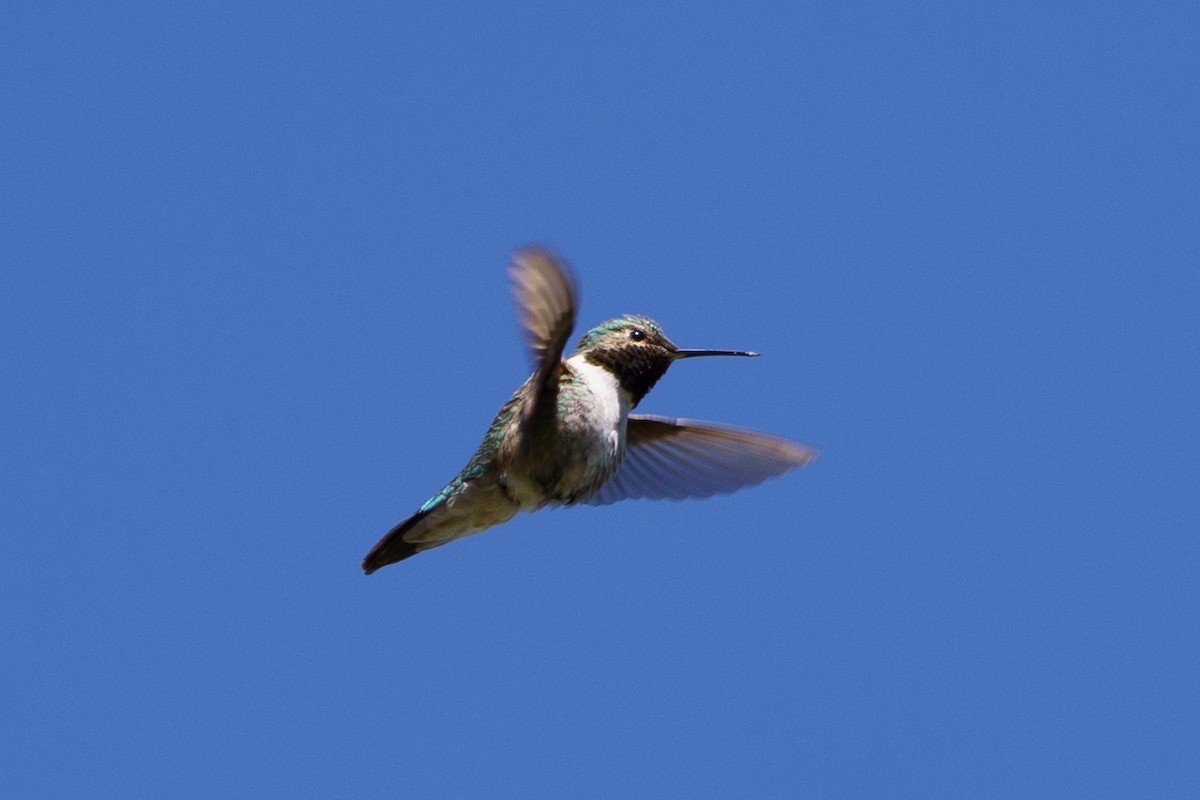 Broad-tailed Hummingbird - ML619862881