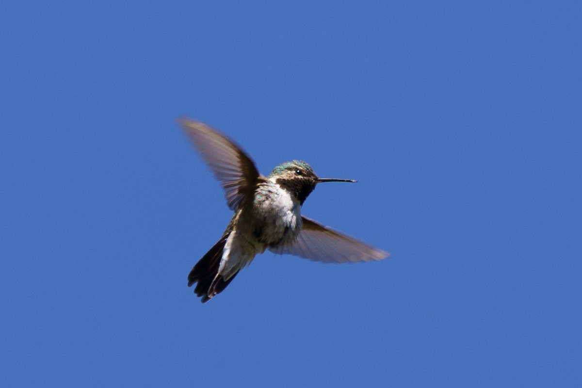 Broad-tailed Hummingbird - ML619862882