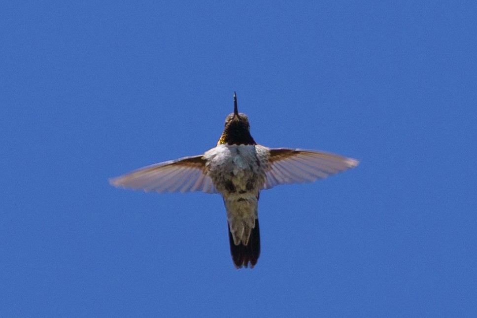 Broad-tailed Hummingbird - ML619862883
