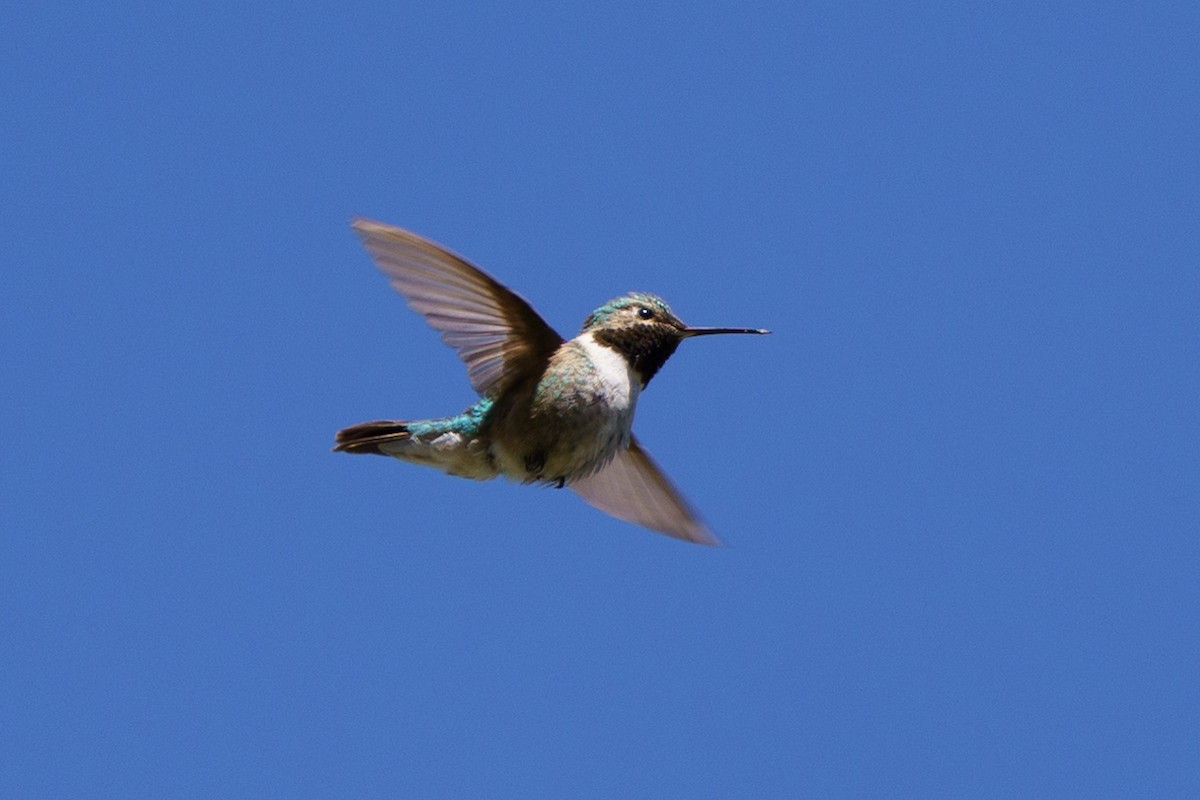 Broad-tailed Hummingbird - ML619862884