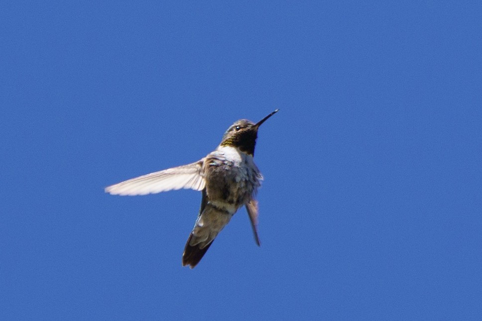 Broad-tailed Hummingbird - ML619862885