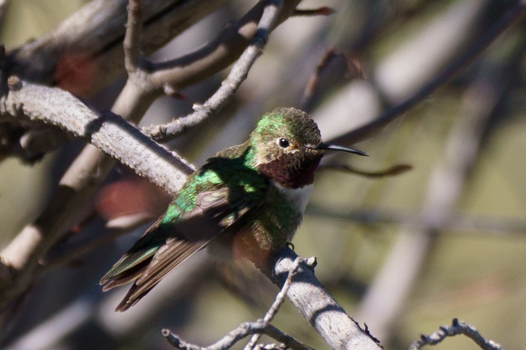 Broad-tailed Hummingbird - ML619862886