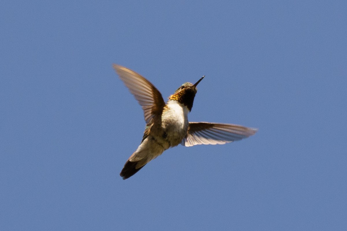 Broad-tailed Hummingbird - ML619862887