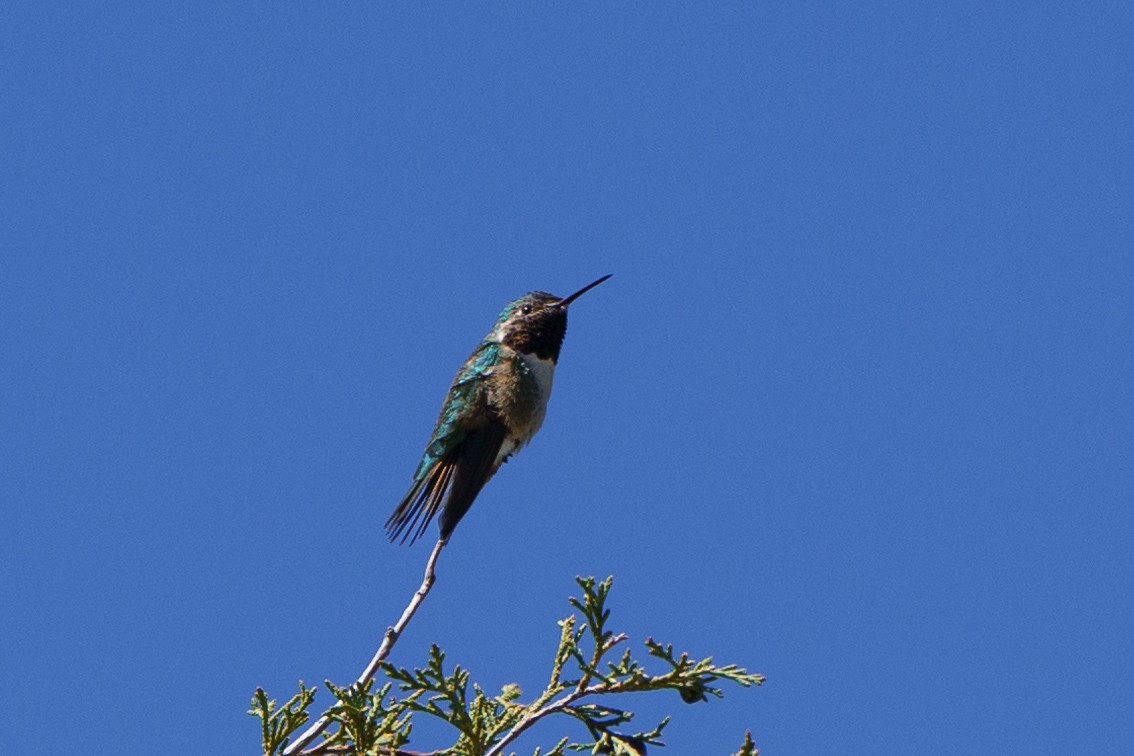 Broad-tailed Hummingbird - ML619862888