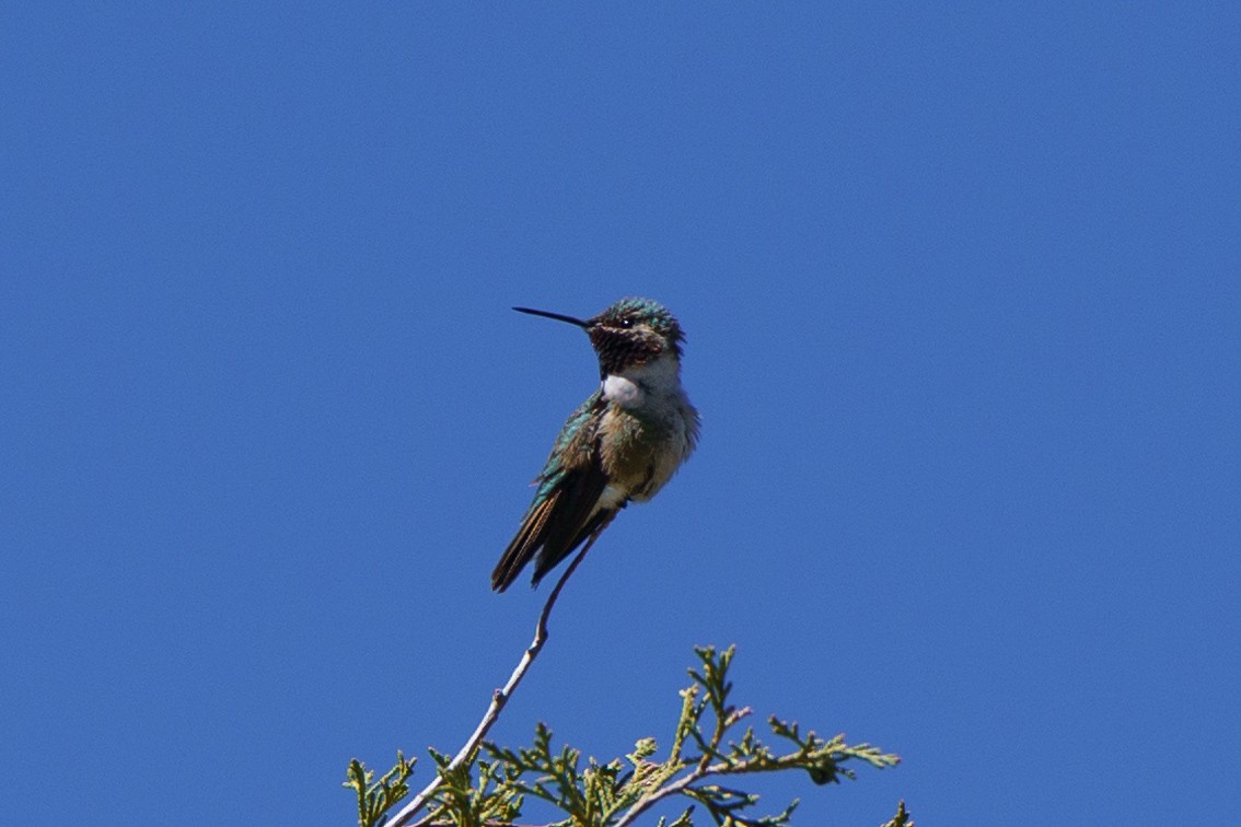 Broad-tailed Hummingbird - ML619862889