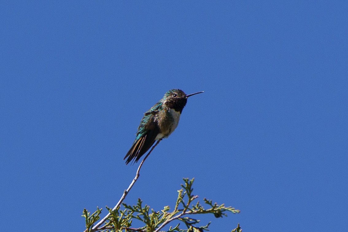 Broad-tailed Hummingbird - ML619862890